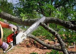 Best Tree Trimming and Pruning  in Salem, UT