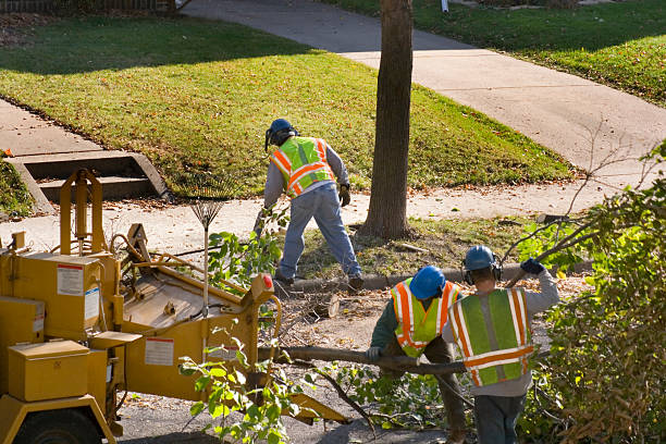 Best Tree Health Inspection  in Salem, UT